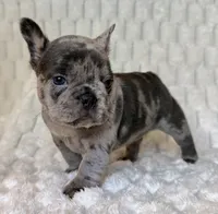 Pebble, a female French Bulldog for sale in Hutto, TX – 6 of 6