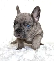 Cashie, a male French Bulldog for sale in Hutto, TX – 2 of 7