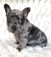 Pebble, a female French Bulldog for sale in Hutto, TX – 2 of 6
