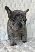 Pebble, a female French Bulldog for sale in Hutto, TX – 4 of 6