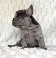 Pebble, a female French Bulldog for sale in Hutto, TX – 3 of 6