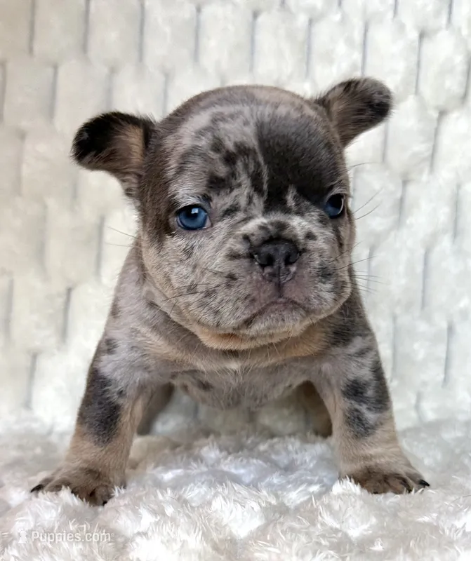 Spot – French Bulldog puppy for sale in Hutto, TX