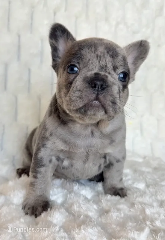 Pebble – French Bulldog puppy for sale in Hutto, TX
