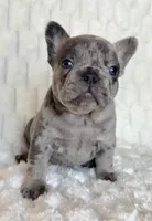 Pebble, a female French Bulldog for sale in Hutto, TX – 1 of 6