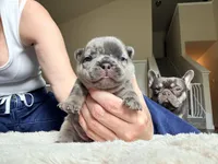 Spot, a male French Bulldog for sale in Hutto, TX – 4 of 7