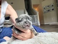 Spot, a male French Bulldog for sale in Hutto, TX – 6 of 7