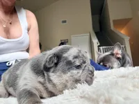 Spot, a male French Bulldog for sale in Hutto, TX – 7 of 7