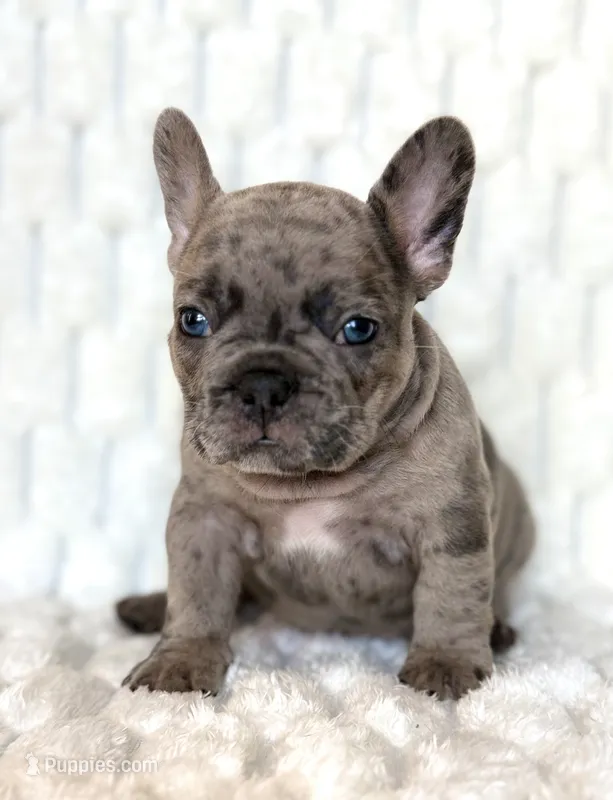 Cashie – French Bulldog puppy for sale in Hutto, TX