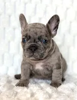 Cashie, a male French Bulldog for sale in Hutto, TX – 1 of 7