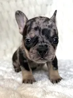 Little B, a female French Bulldog for sale in Hutto, TX – 2 of 10