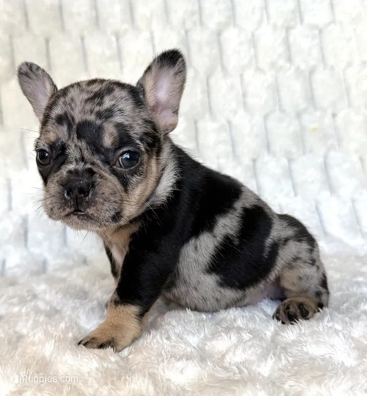 Little B – French Bulldog puppy for sale in Hutto, TX