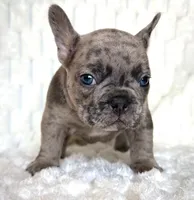 Cashie, a male French Bulldog for sale in Hutto, TX – 3 of 7
