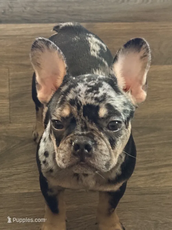 Little B – French Bulldog puppy for sale in Hutto, TX