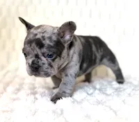 Pebble, a female French Bulldog for sale in Hutto, TX – 5 of 6