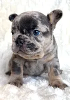 Spot, a male French Bulldog for sale in Hutto, TX – 2 of 7