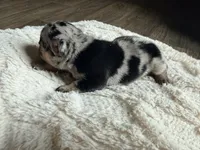 Little B, a female French Bulldog for sale in Hutto, TX – 10 of 10