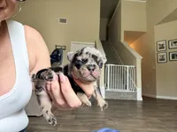 Little B, a female French Bulldog for sale in Hutto, TX – 6 of 10