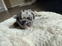 Little B, a female French Bulldog for sale in Hutto, TX – 9 of 10