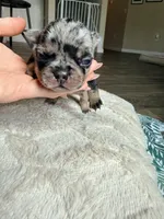 Little B, a female French Bulldog for sale in Hutto, TX – 8 of 10