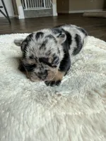 Little B, a female French Bulldog for sale in Hutto, TX – 7 of 10