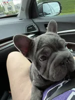 Olivia , a female French Bulldog for sale in Dallas, NC – 4 of 5