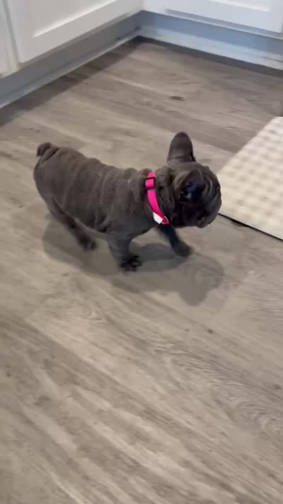 Olivia , a female French Bulldog for sale in Dallas, NC – 3 of 5