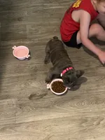 Olivia , a female French Bulldog for sale in Dallas, NC – 5 of 5