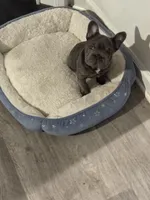 Olivia , a female French Bulldog for sale in Dallas, NC – 1 of 5
