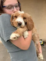 Mater, a male Goldendoodle for sale in Surprise, AZ – 2 of 4
