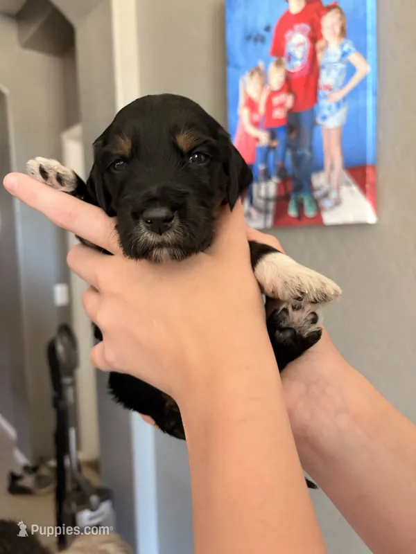 Marty – Goldendoodle puppy for sale in Surprise, AZ