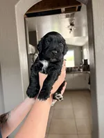 Skatt, a male Goldendoodle for sale in Surprise, AZ – 4 of 4