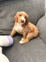 Mater, a male Goldendoodle for sale in Surprise, AZ – 3 of 4