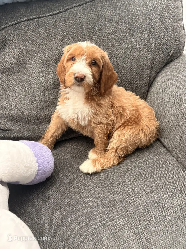 Mater – Goldendoodle puppy for sale in Surprise, AZ