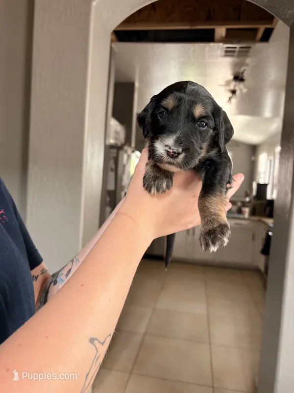 Bailey – Goldendoodle puppy on hold in Surprise, AZ