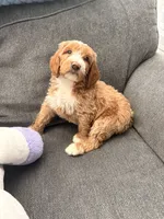 Mater, a male Goldendoodle for sale in Surprise, AZ – 4 of 4