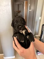 Skatt, a male Goldendoodle for sale in Surprise, AZ – 2 of 4
