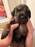 Daisy, a female Goldendoodle for sale in Surprise, AZ – 3 of 4