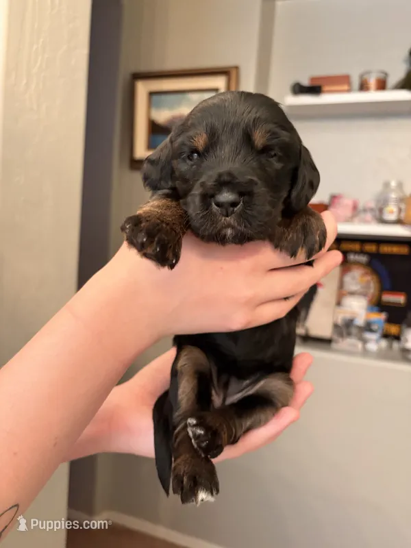 Daisy – Goldendoodle puppy on hold in Surprise, AZ