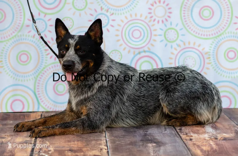 Raptor – Australian Cattle Dog puppy for sale in Fairview, OK