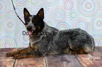 Raptor, a male Australian Cattle Dog for sale in Fairview, OK – 1 of 5