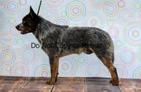 Raptor, a male Australian Cattle Dog for sale in Fairview, OK – 2 of 5