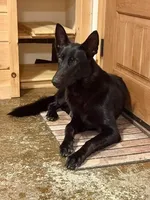 Faith, a female German Shepherd Dog for sale in Fairview, OK – 4 of 4