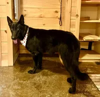 Faith, a female German Shepherd Dog for sale in Fairview, OK – 3 of 4