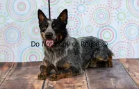 Raptor, a male Australian Cattle Dog for sale in Fairview, OK – 3 of 5