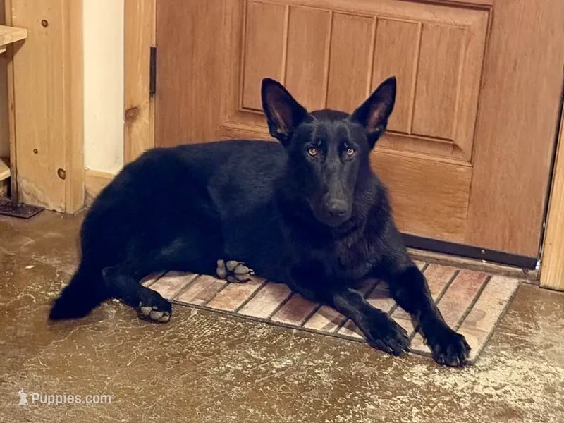 Faith – German Shepherd Dog puppy for sale in Fairview, OK