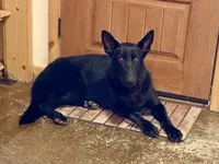 Faith, a female German Shepherd Dog for sale in Fairview, OK – 1 of 4