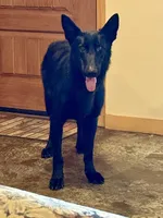Faith, a female German Shepherd Dog for sale in Fairview, OK – 2 of 4