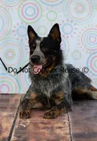 Raptor, a male Australian Cattle Dog for sale in Fairview, OK – 4 of 5