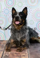 Raptor, a male Australian Cattle Dog for sale in Fairview, OK – 5 of 5