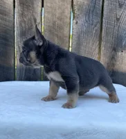 Dexter, a male French Bulldog for sale in Ohio, OH – 6 of 7